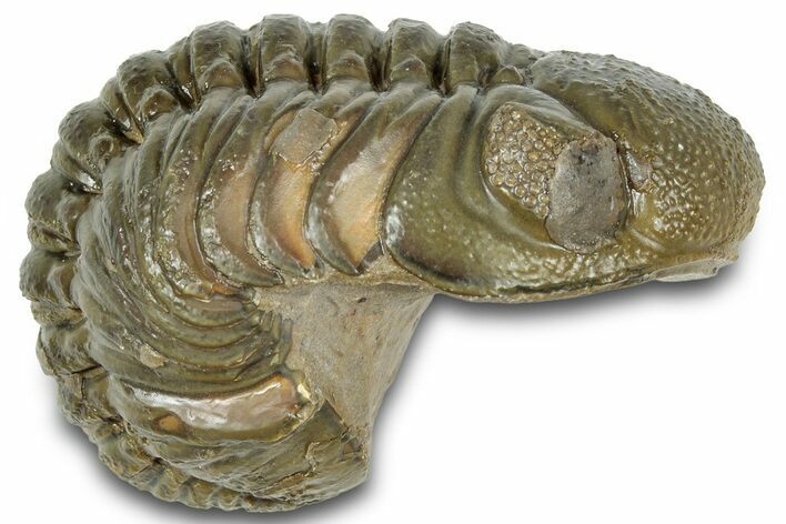 Long, Curled Austerops Trilobite - Morocco #323212